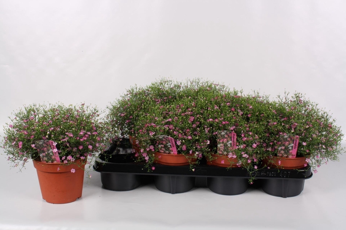 <h4>Gypsophila Gypsy</h4>