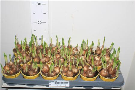 <h4>Narc O Tete A Tete</h4>