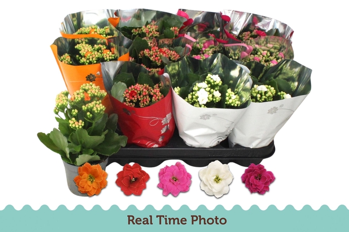 <h4>KAL GE GEM 5 KL</h4>