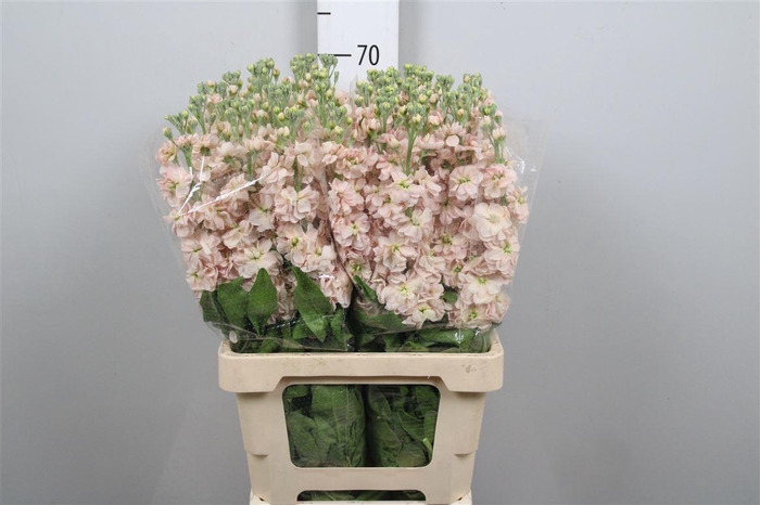 <h4>Matth Milla Salmon</h4>