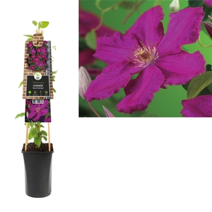 Clematis 'Ernest Markham' +3.0 label