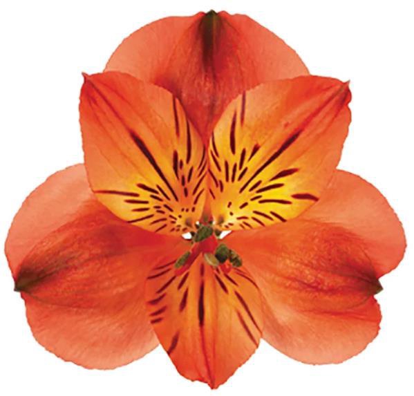 <h4>Alstr Orange Queen</h4>