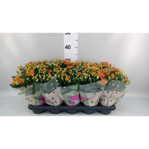 Chrysanthemum  'Artistic Armin'