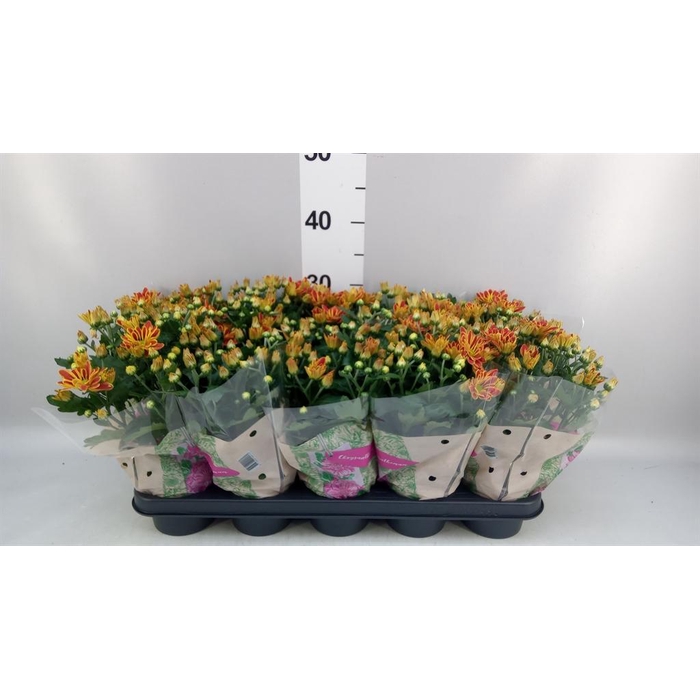 <h4>Chrysanthemum 'Artistic Armin'</h4>