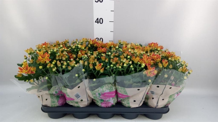 Chrysanthemum  'Artistic Armin'