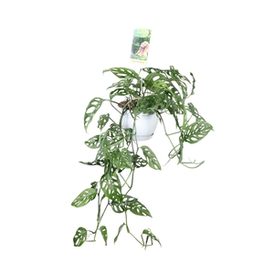 Monstera obliqua in hangpot