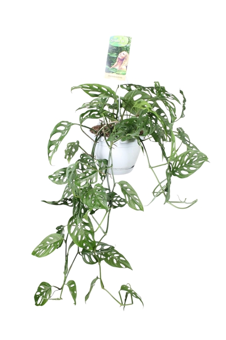 <h4>Monstera obliqua in hangpot</h4>