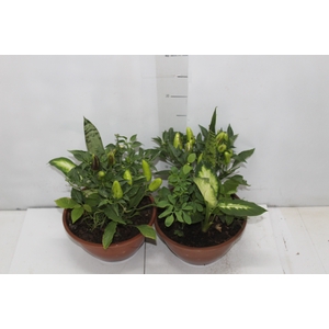 COQUETEL 7 ERVAS C21