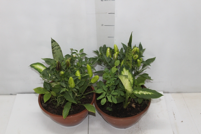 <h4>COQUETEL 7 ERVAS C21</h4>