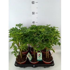 Schefflera arbor. 'Luseana'