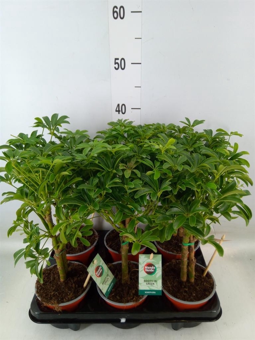 <h4>Schefflera arbor. 'Luseana'</h4>