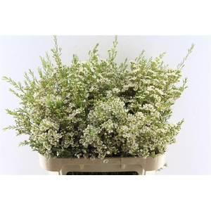 Chamelaucium Ofir White