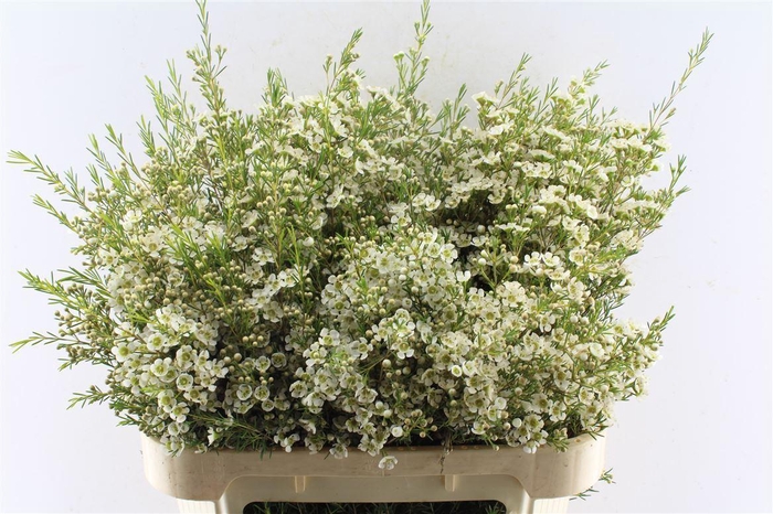 <h4>Chamelaucium Ofir White</h4>