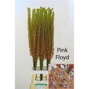 Eremurus Pink Floyd