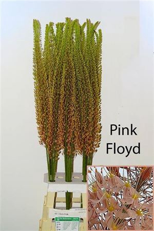 <h4>Eremurus Pink Floyd</h4>
