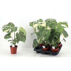 Monstera Del Thai Constellation