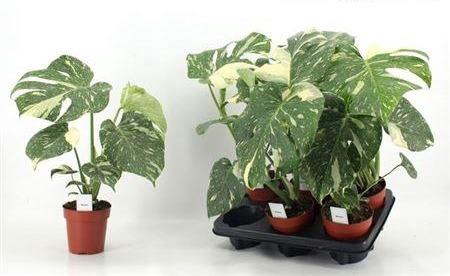 <h4>Monstera Del Thai Constellation</h4>