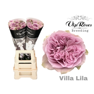 R GR VILLA LILA