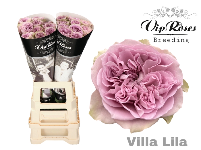 <h4>R Gr Villa Lila</h4>