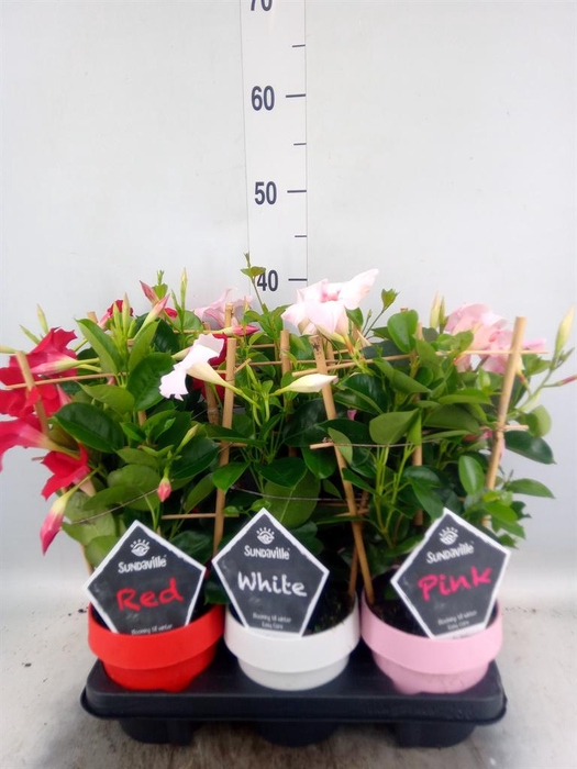 <h4>Mandevilla am. 'Sundav'  ...mix</h4>