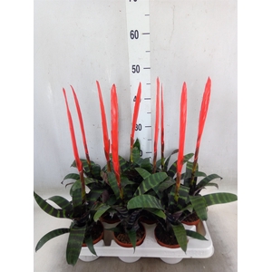 Vriesea  'Era'