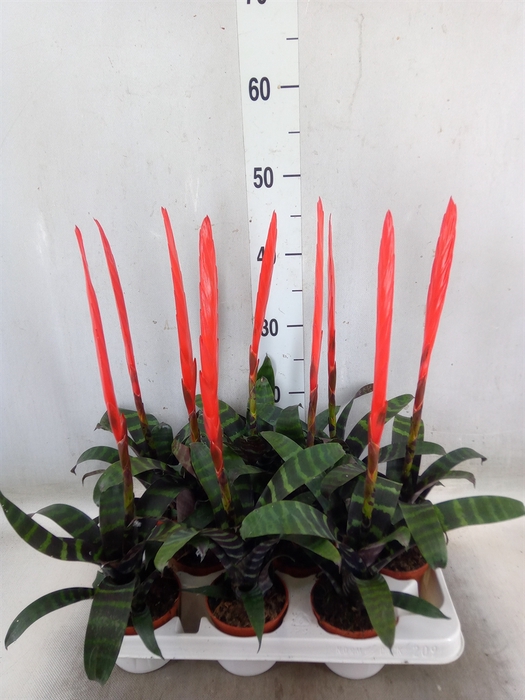 <h4>Vriesea  'Era'</h4>