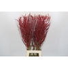 Bromelia Red Paloma