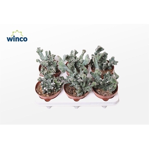 CACTUS OV