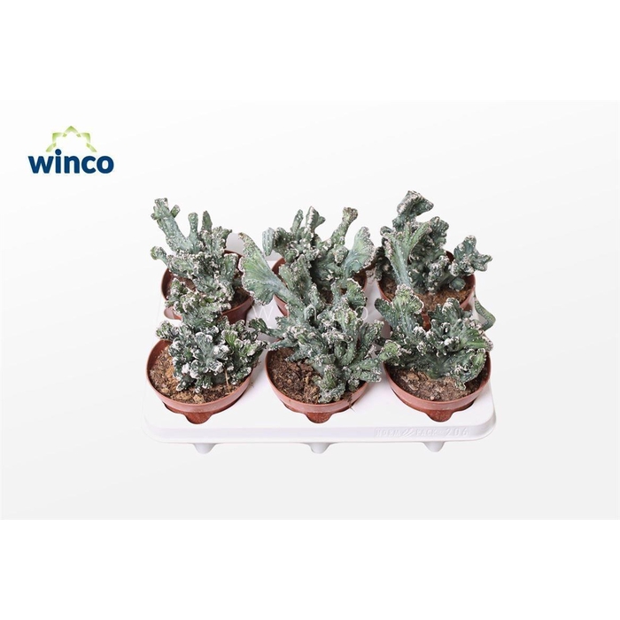 <h4>CACTUS OV</h4>