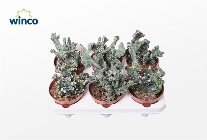 CACTUS OV
