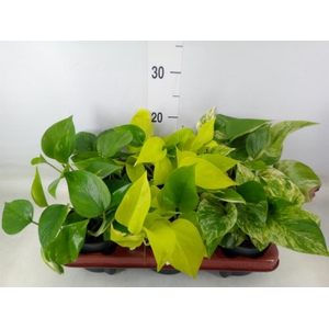 Epipremnum pinn.   ...mix