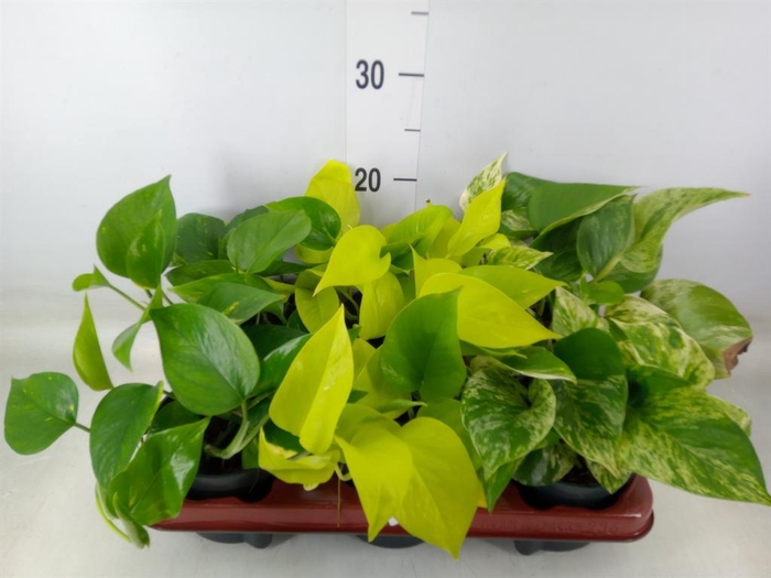 <h4>Epipremnum pinn.   ...mix</h4>