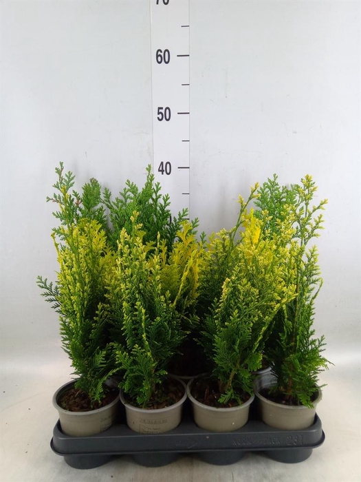 <h4>Chamaecyparis   ...</h4>