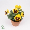 Viola Colossus F1 Yellow with Blotch