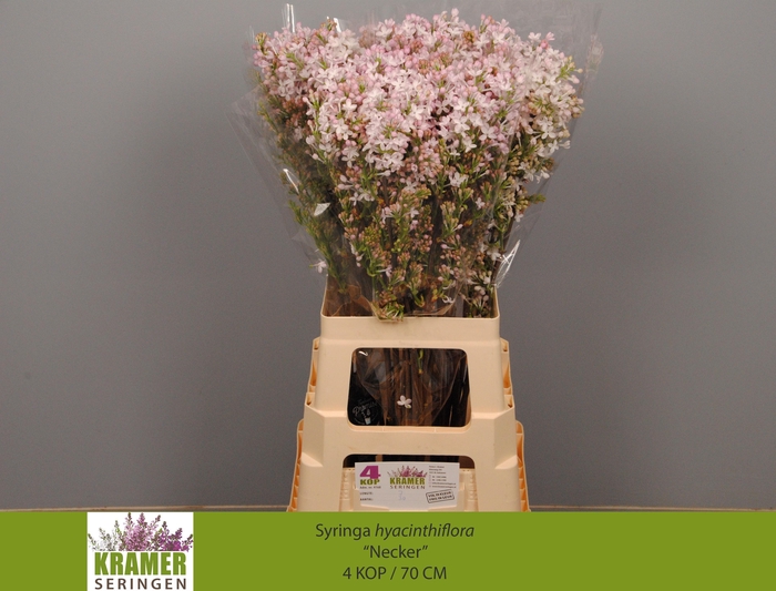 <h4>SYR HY NECKER</h4>