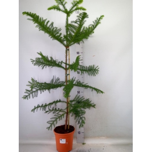 Araucaria heterophylla