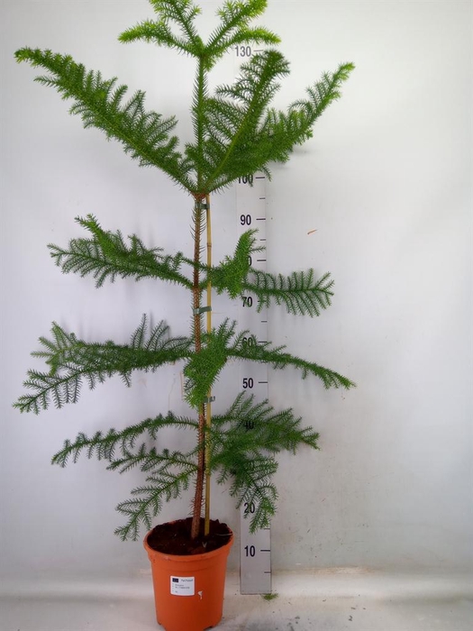 <h4>Araucaria heterophylla</h4>