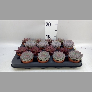 Echeveria   ...mix
