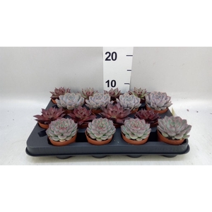 Echeveria   ...mix