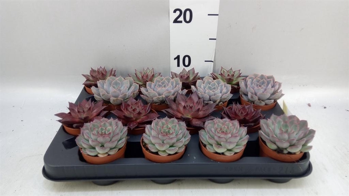 <h4>Echeveria ...mix</h4>