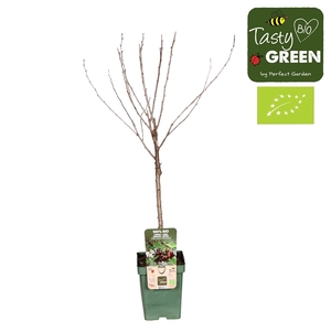 Prunus cerasus Morellenfeuer Bio P23