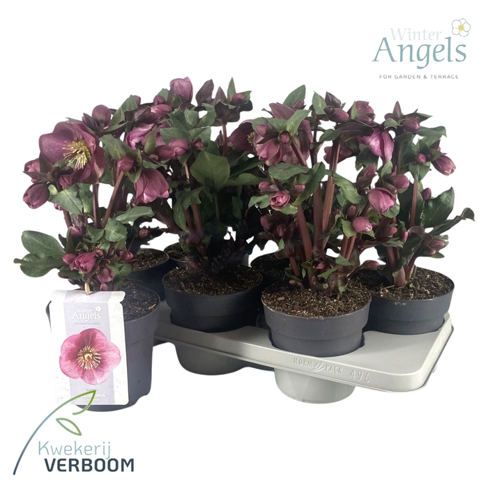 <h4>Helleborus  'Fkiss Charmer'</h4>