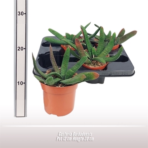 Gasteria Barbadensis