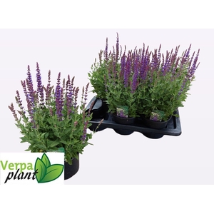 SALVIA NE OSTFRIESL