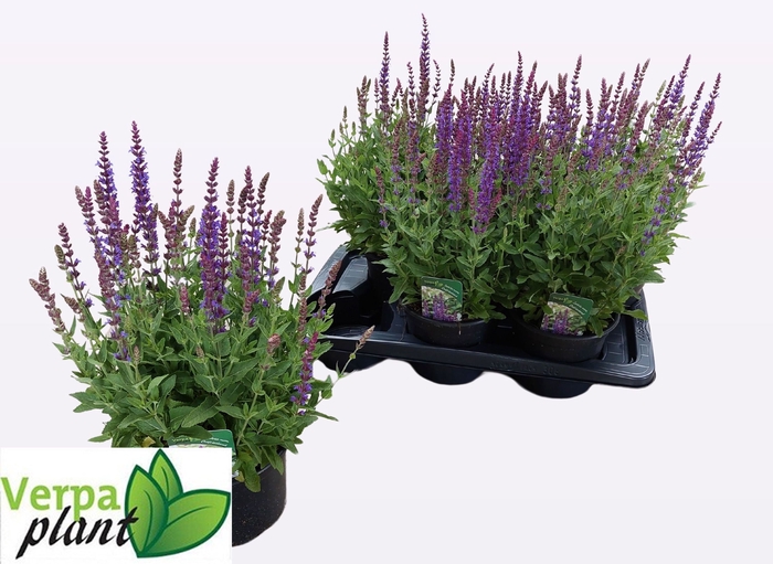 <h4>SALVIA NE OSTFRIESL</h4>