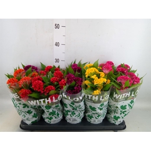 Celosia arg. CR 'Twisted'   ...mix