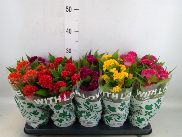 <h4>Celosia arg. CR 'Twisted'   ...mix</h4>