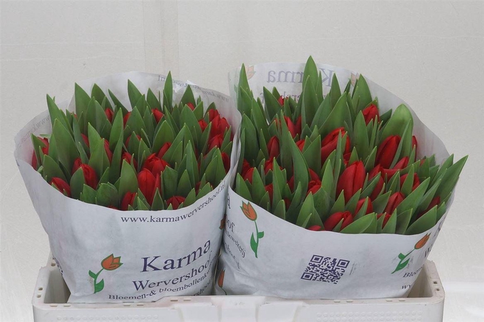 <h4>Tulp Enkel Hotspot</h4>