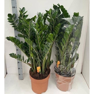ZAMIO ZAMIIFOLIA