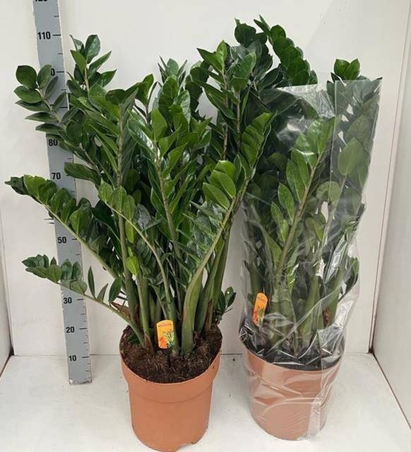 <h4>ZAMIO ZAMIIFOLIA</h4>
